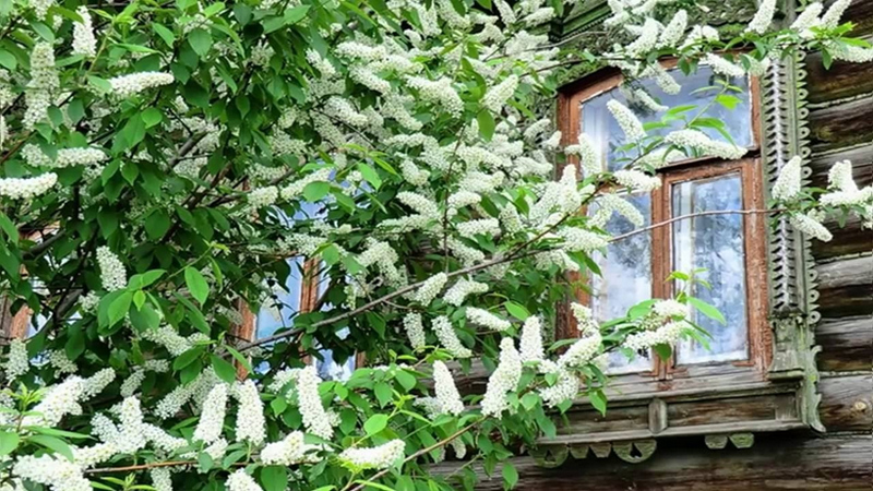 Расцвела сирень у дома моего